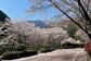 【桜から2週間】和歌山県にある「飛び地の村」　美しい自然の変化に見入ってしまう