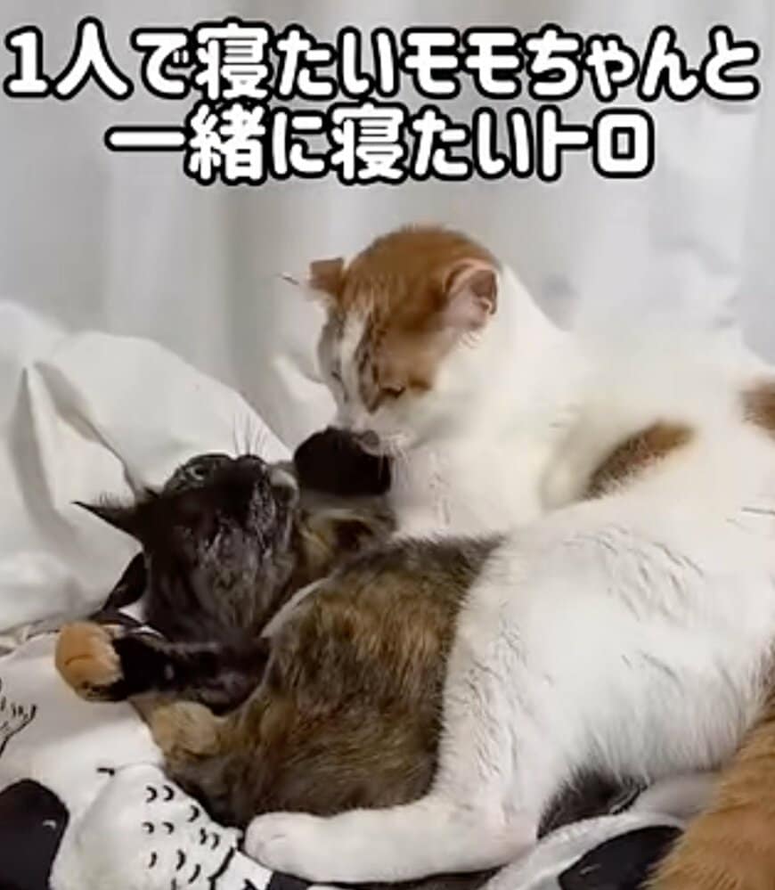 「可愛い！笑えるw」眠る猫に同居猫が襲来→“予想外のポーズ”を披露して爆笑の嵐！