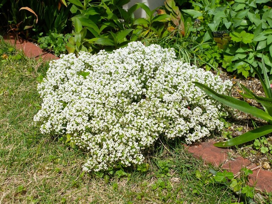 LIMOガーデニング部