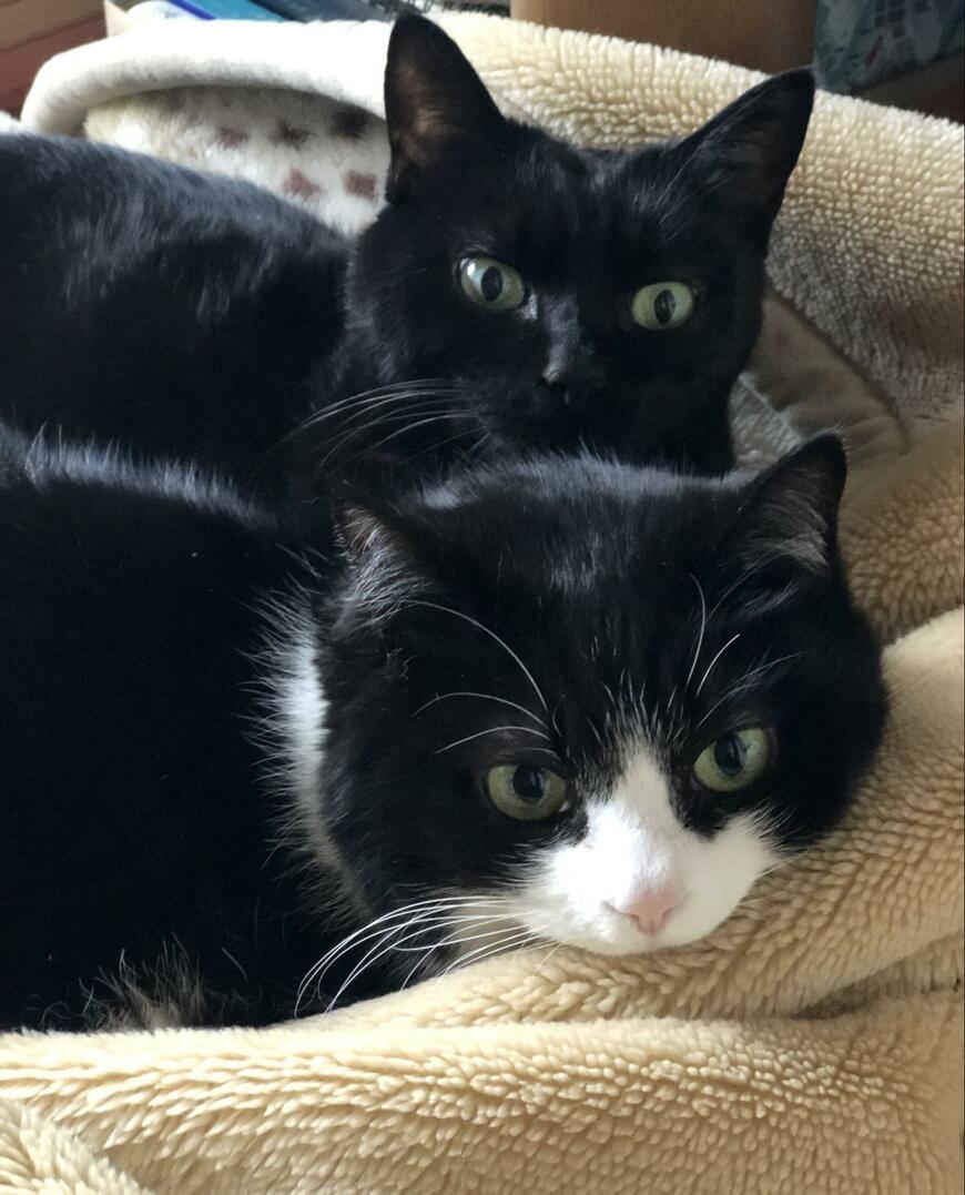 筆者撮影。手前がまる子、奥がゆめじ