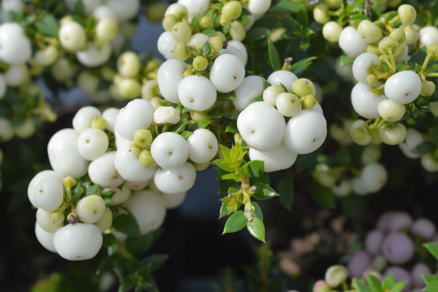 Nahhana/shutterstock.com