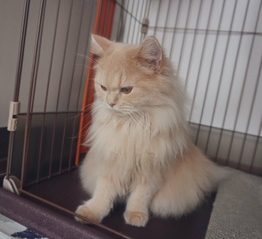 出所：@nyannyanSF