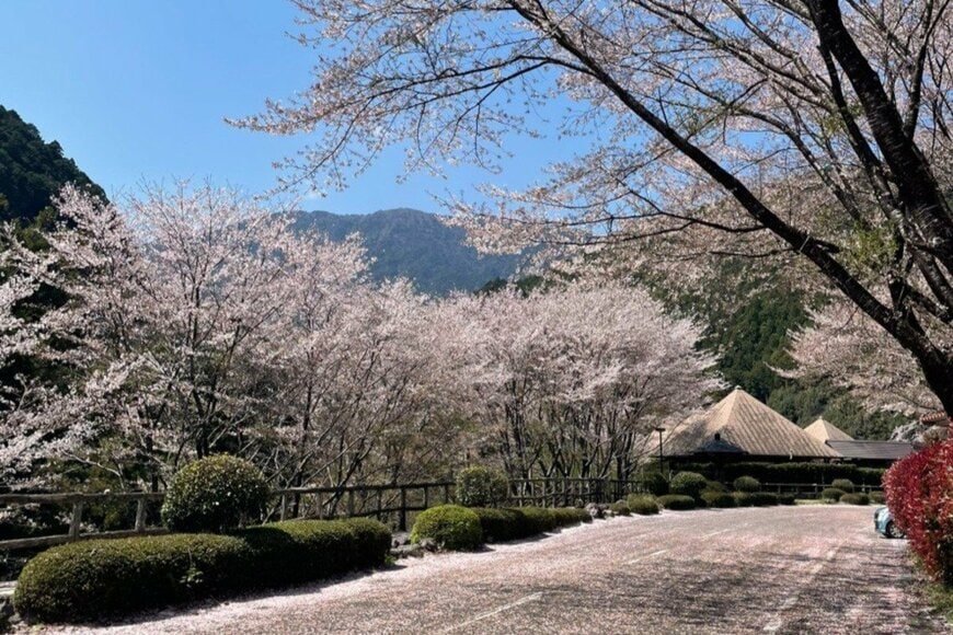 【桜から2週間】和歌山県にある「飛び地の村」　美しい自然の変化に見入ってしまう
