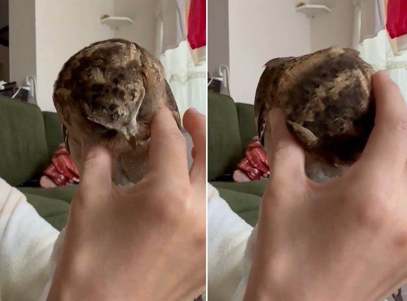 出所：@purinon2929k