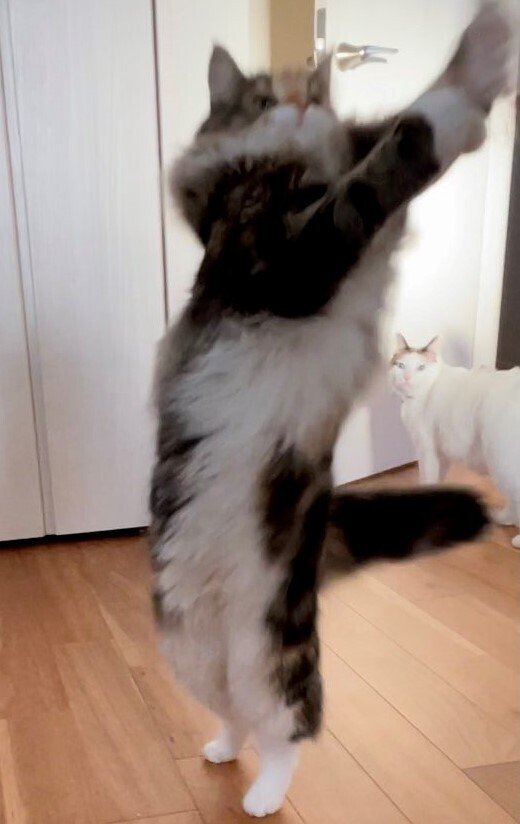 出所：@tsukune216