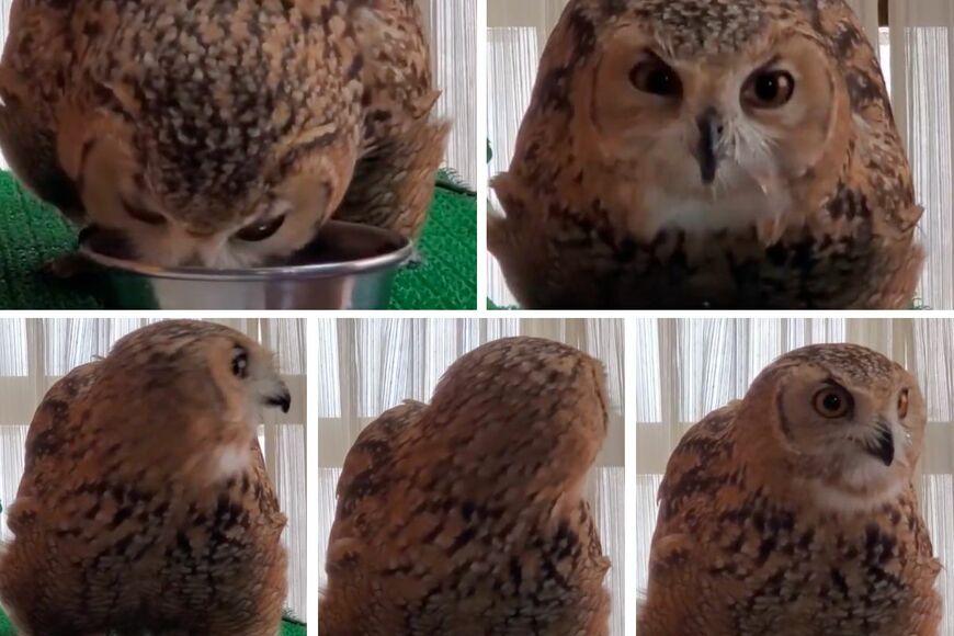 出所：@NORIKO_Rye