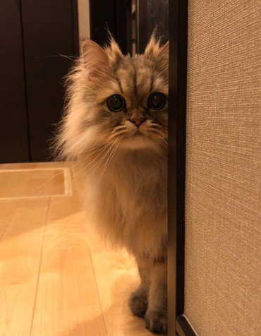 「今日も見張ってる」フワフワでかわいい猫→監視する姿が”プロ”すぎて思わず二度見