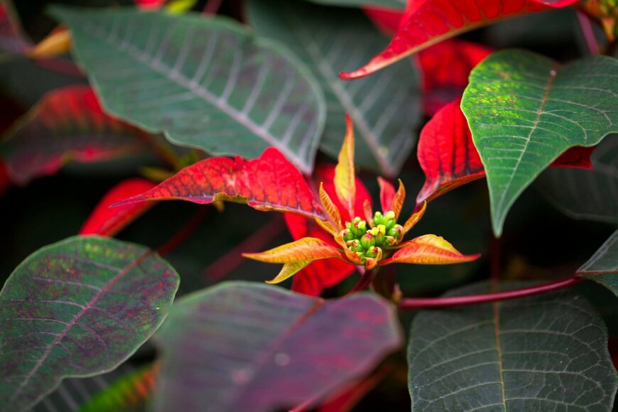                                                          Parichat Srisuphan/shutterstock.com