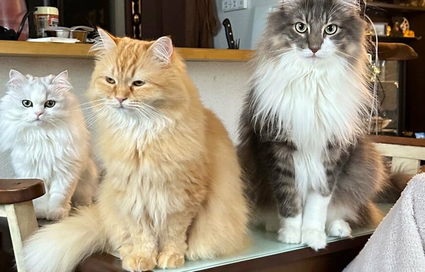 出所：@NEKOLAND13