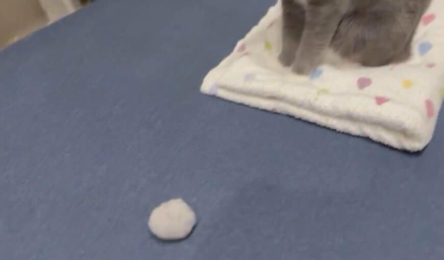 出所：@neko_wagaya