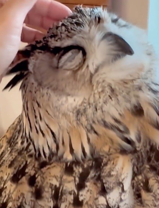 おでこをもふもふされるフクロウさん！気持ちよさそうにうっとりする表情に癒される人続出