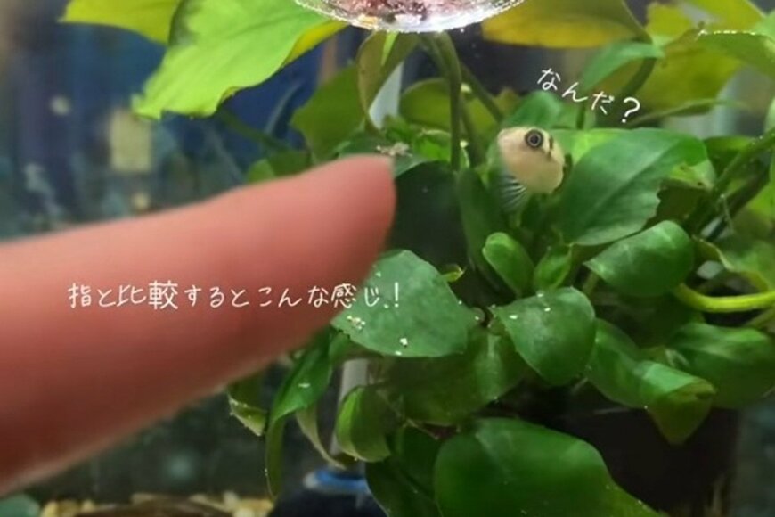 指でつまめちゃう！？世界最小のフグがかわいすぎる みんな集まってもぐもぐ…かわいいの大渋滞！