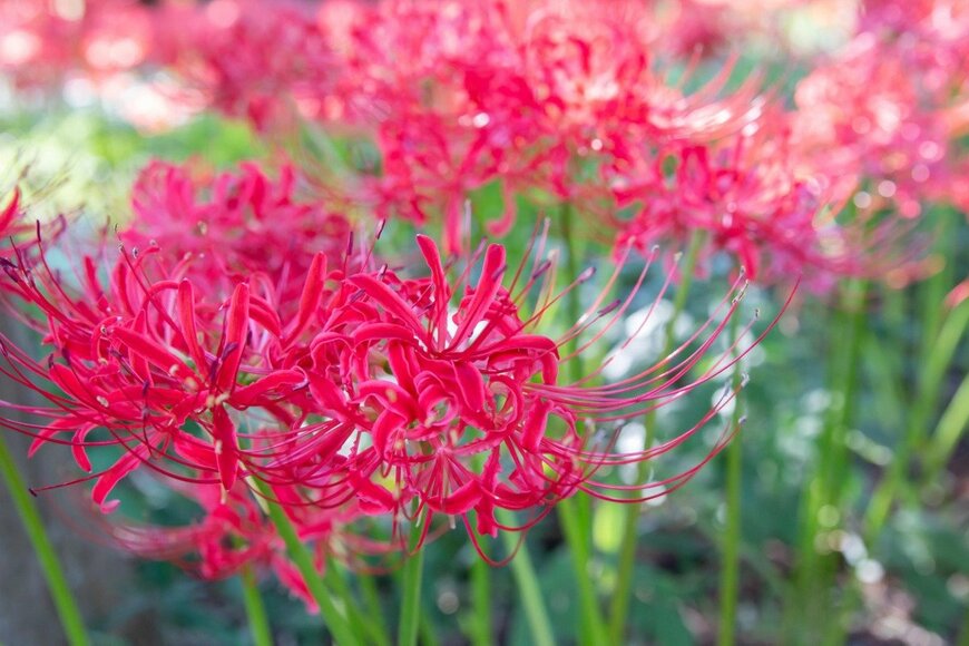 sato/istockphoto.com