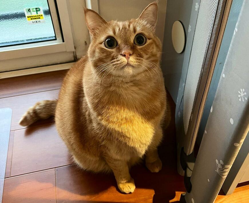 出所：@kagisuzu0531