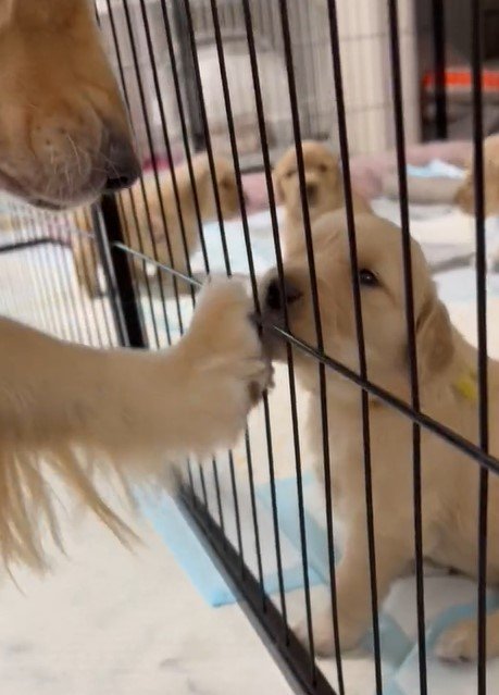 出所：@pu_channeldesu