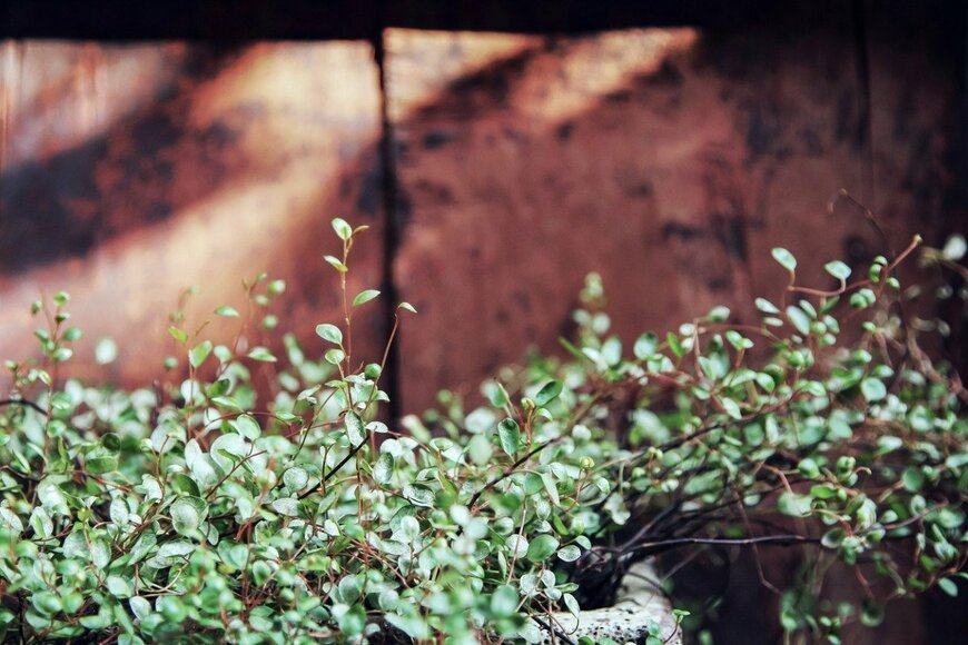 CCeliaPhoto/istockphoto.com