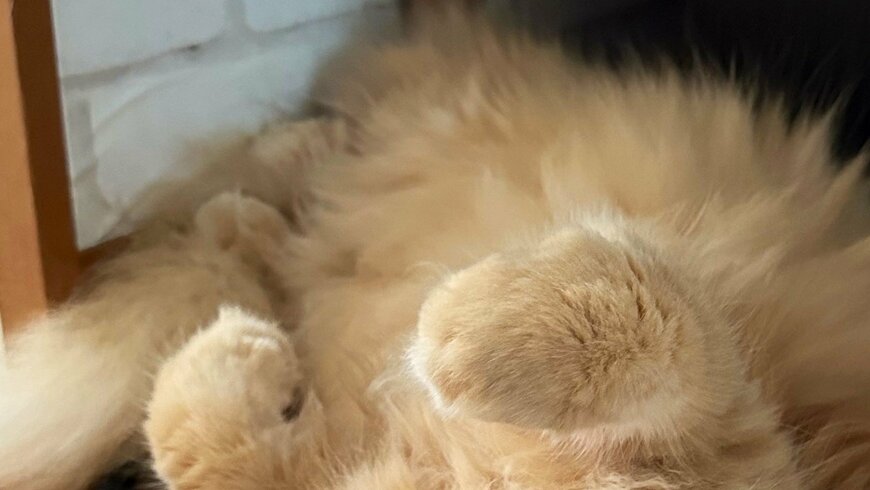 出所：@NEKOLAND13