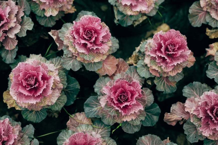 Olenaduygu/shutterstock.com