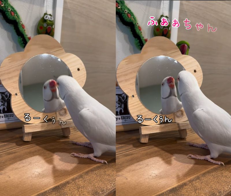 出所：@zundamame_cockatiel