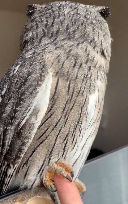 出所：@purinon2929k