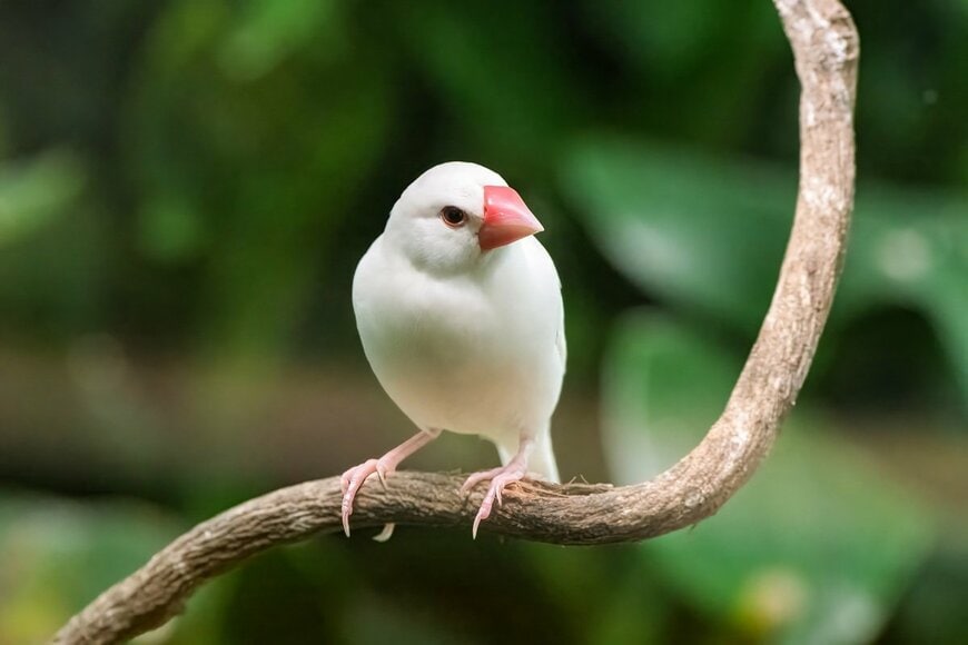 天井付近に勢揃いしている4羽のインコ　目撃された「まさかの光景」に衝撃走る