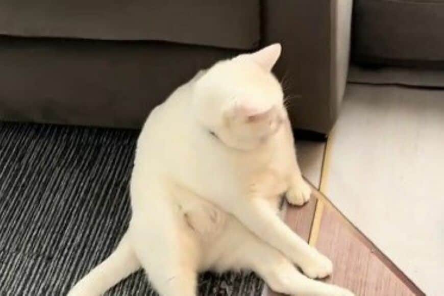 「3匹の同居猫と暮らす保護猫」が人間味あふれる姿で座っていると…　まさかの行動に笑ってしまう