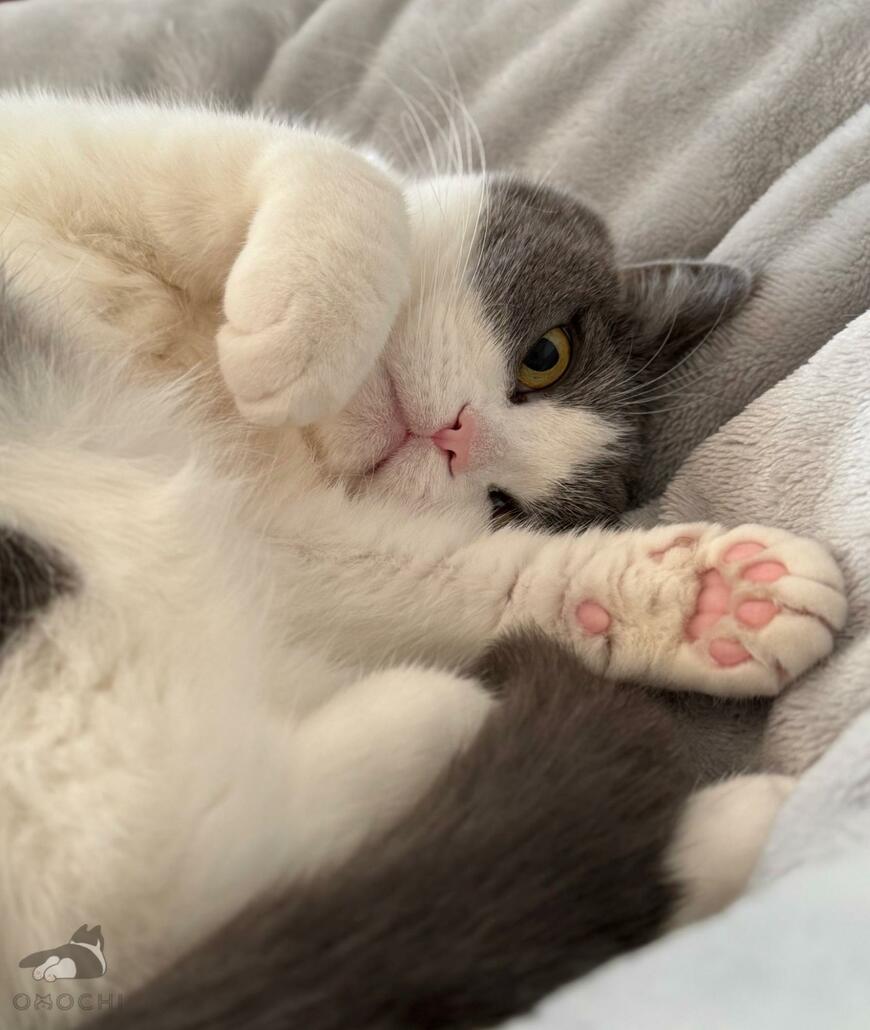 出所：@omochiomoching