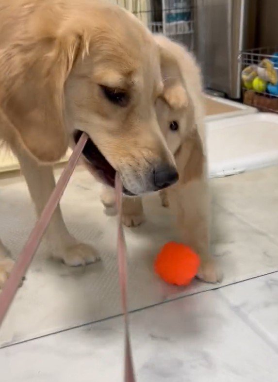 出所：@pu_channeldesu