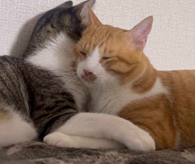 出所：@Neko2Obasan