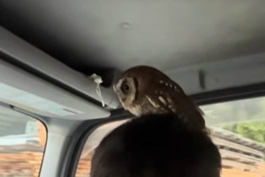 【かわいいフクロウ】くつろぐ場所に強烈な違和感　バランス感覚の凄さに思わず二度見