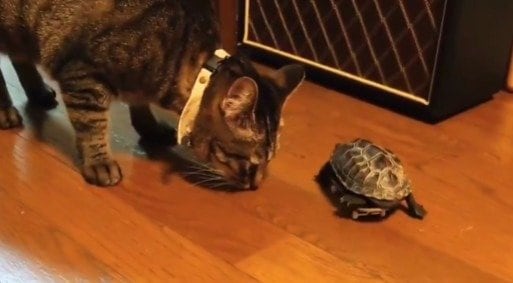 出所：@Mh0MLiErcV8E97C