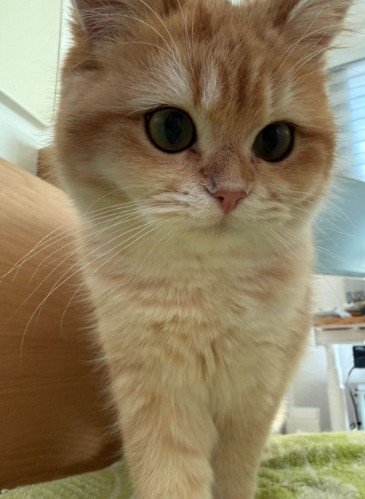 寝込む飼い主のお見舞い（？）に現れる猫たち→それぞれの個性的な「看病」に笑ってしまう