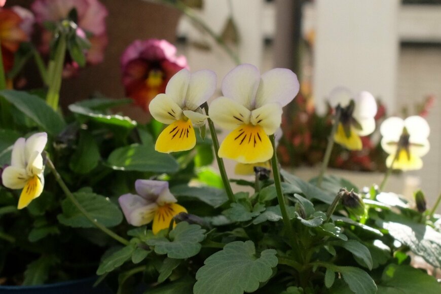 LIMOガーデニング部撮影／ビオラ nano（ナノ）