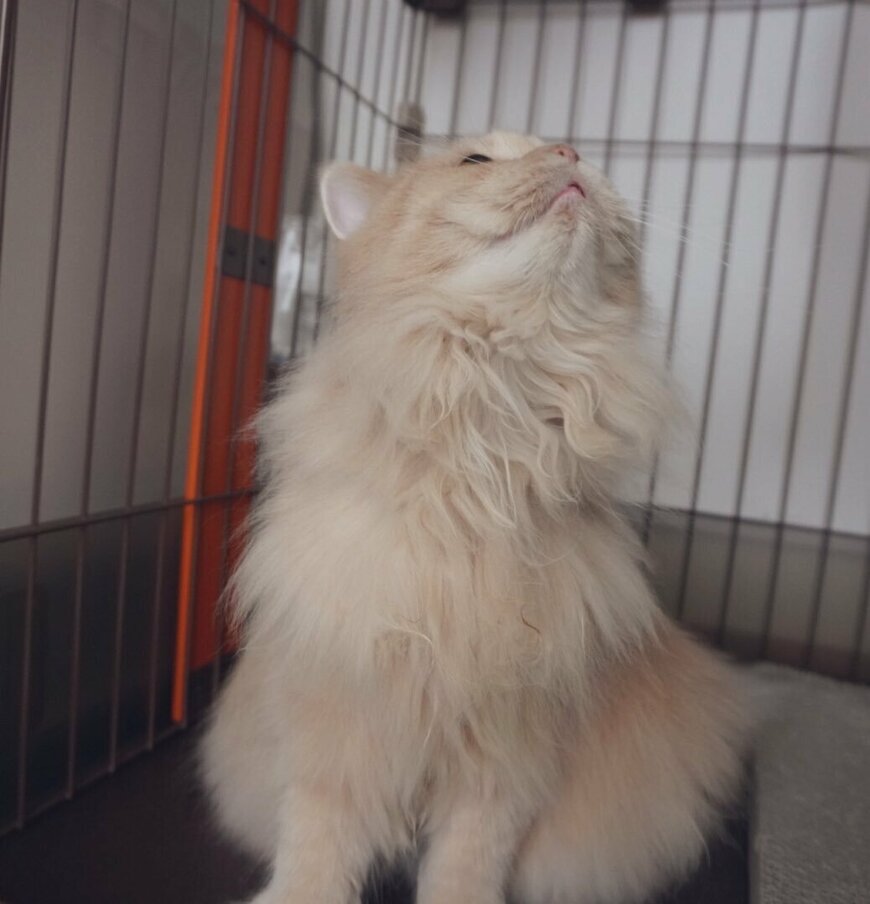 出所：@nyannyanSF