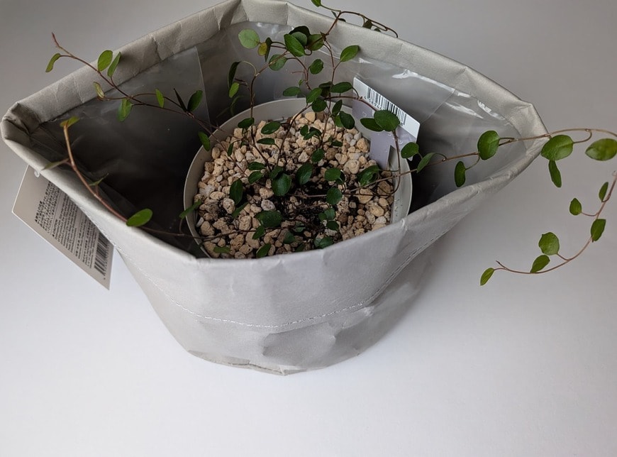 つるがのびる植物にもおすすめ