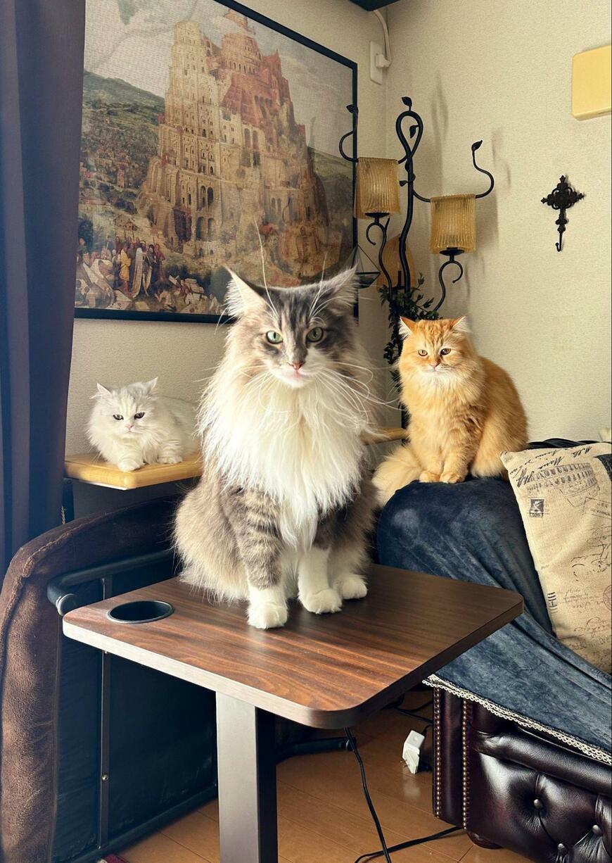 出所：@NEKOLAND13 