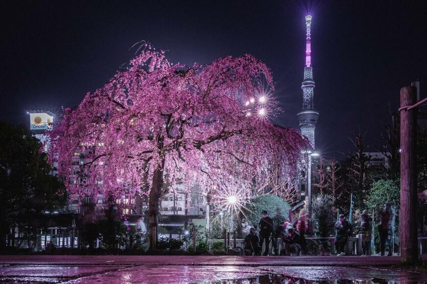 「夜桜と東京スカイツリー」を収めた1枚　水たまりに反射した幻想的な光景が話題に…