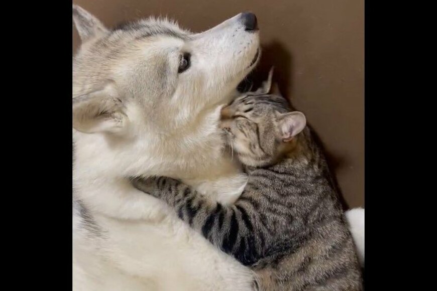 元保護猫さんがママ犬に腕枕…？可愛い甘えぶりに「幸せ」の声