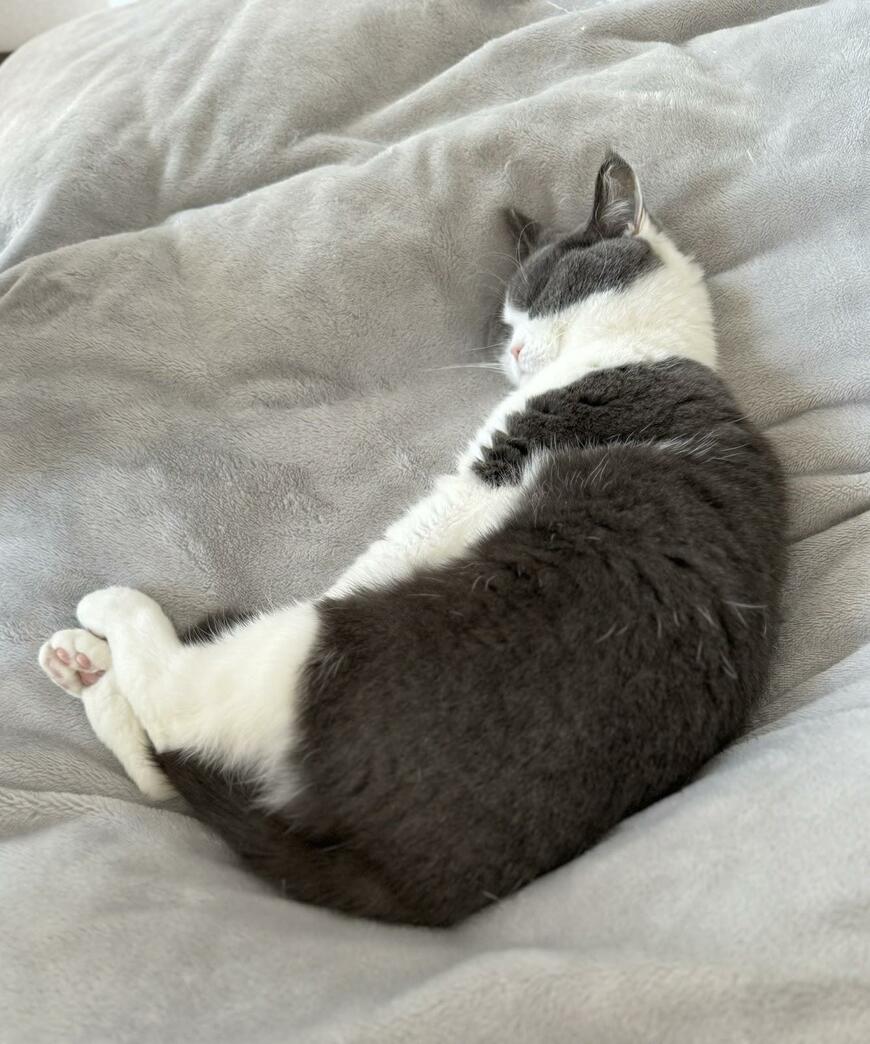 布団で眠る猫さん　平坦すぎる寝顔にホッコリ「ウサギみたい（笑）」