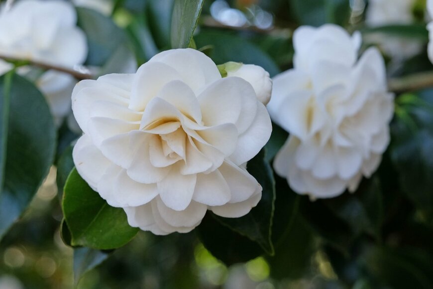 【ガーデニング】透明感が半端ない！冬のホワイトカラーで映えガーデン。白花が美しい植物おすすめ8選