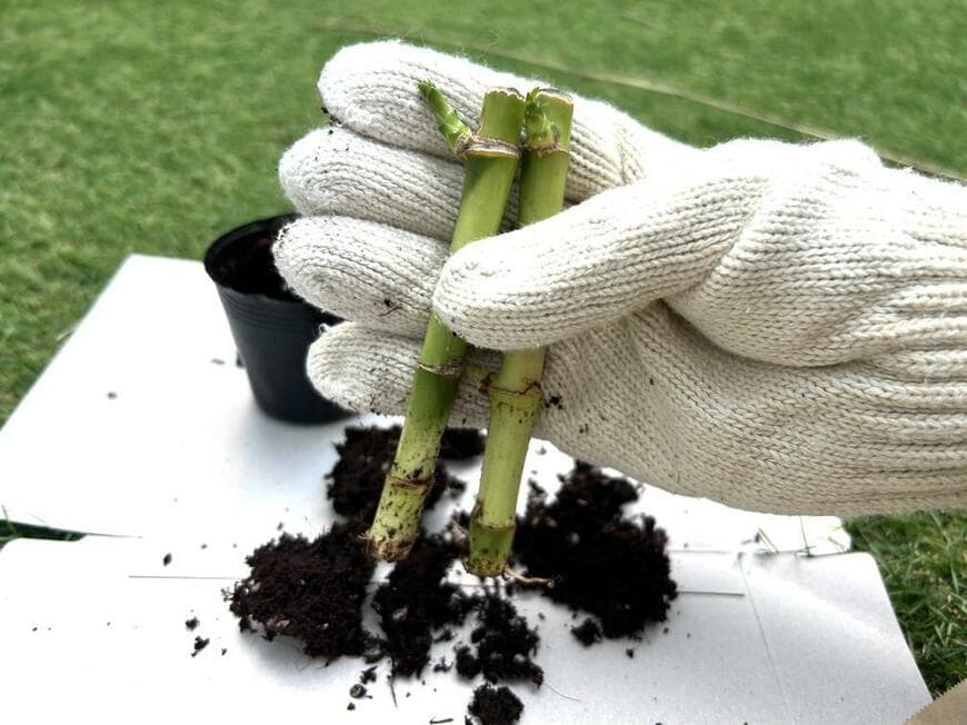 キャンドゥ「ミリオンバンブー」