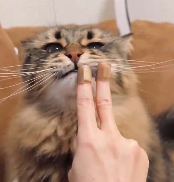 スリスリする猫