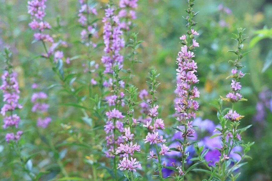 うす紫色の花を咲かせている、ミソハギ