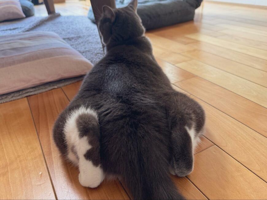 クラウチングスタートの猫