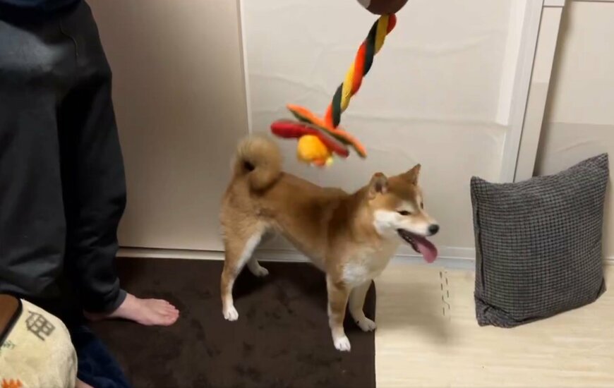 柴犬と飼い主とおもちゃ