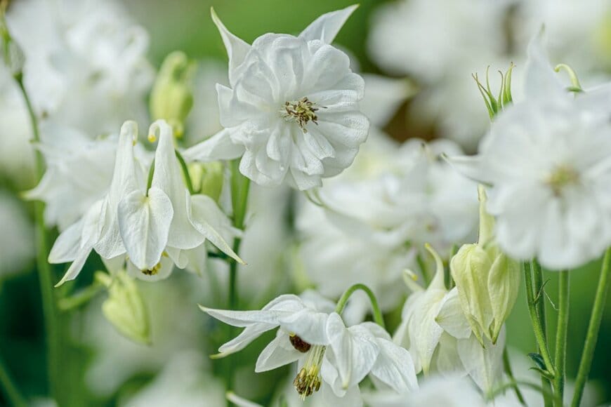 うつむいて咲く、純白の西洋オダマキの花