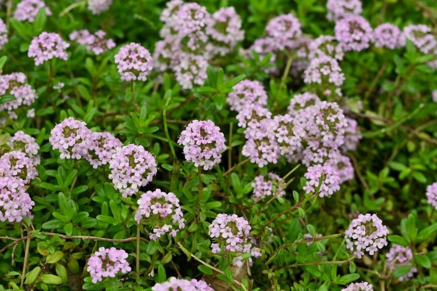 愛らしい小花と甘い香りが魅力の「クリーピングタイム」