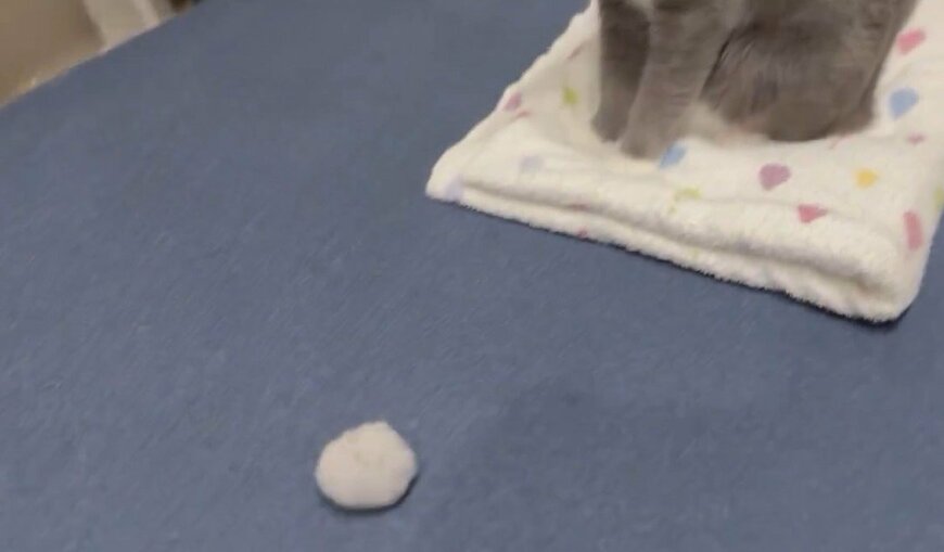 毛玉ボールと猫
