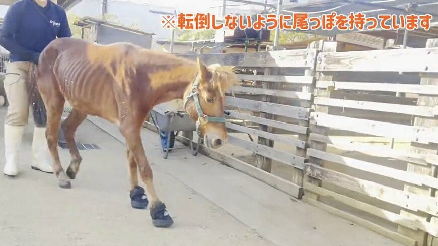 神戸市立王子動物園