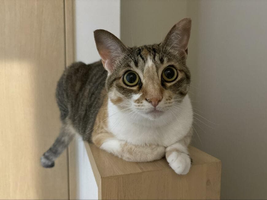 おかえりなさいの猫